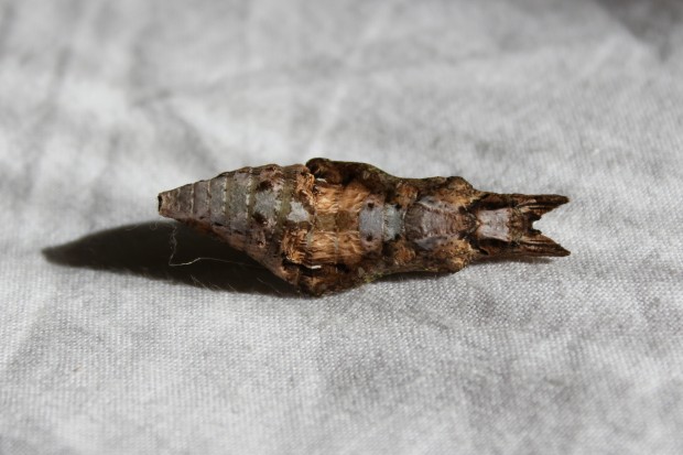 クロアゲハの蛹 - The papilio protenor pupae