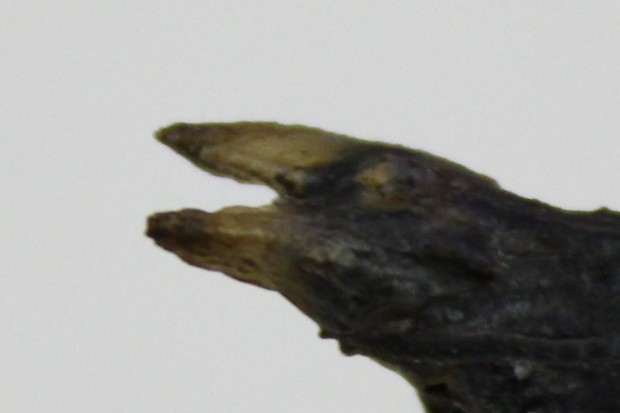 クロアゲハの蛹 - The papilio protenor pupae