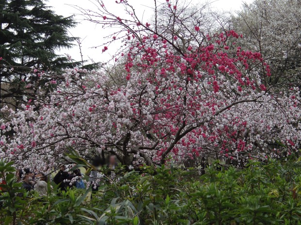 砧公園の源平桃 - Japanese peach blossoms at Kinuta Park in Tokyo