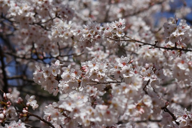 砧公園の桜 - Japanese cherry blossoms at Kinuta Park in Tokyo