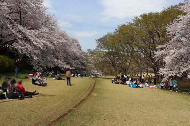 砧公園の桜 - Japanese cherry blossoms at Kinuta Park in Tokyo