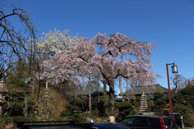 妙法寺の桜 - Japanese cherry blossoms at Japanese temple Myouhou-ji in Tokyo