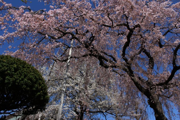 妙法寺の桜 - Japanese cherry blossoms at Japanese temple Myouhou-ji in Tokyo