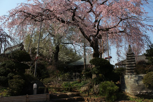 妙法寺の桜 - Japanese cherry blossoms at Myouhouji temple in Tokyo