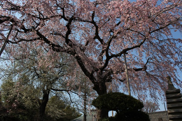 妙法寺の桜 - Japanese cherry blossoms at Myouhouji temple in Tokyo