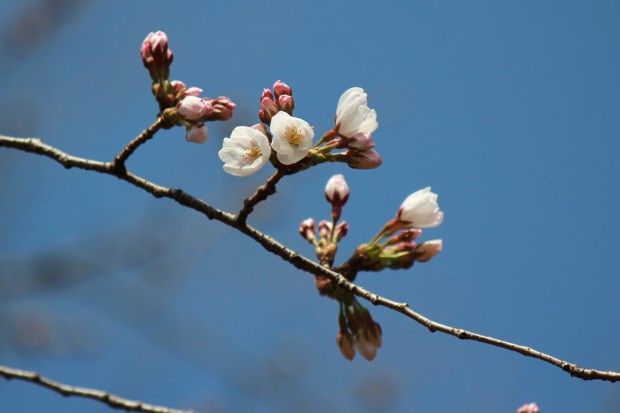 大蔵運動公園の桜 - Japanese cherry blossoms at Ookura Undou Park in Tokyo