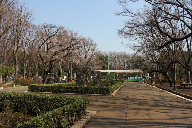 大蔵運動公園の桜 - Japanese cherry blossoms at Ookura Undou Park in Tokyo