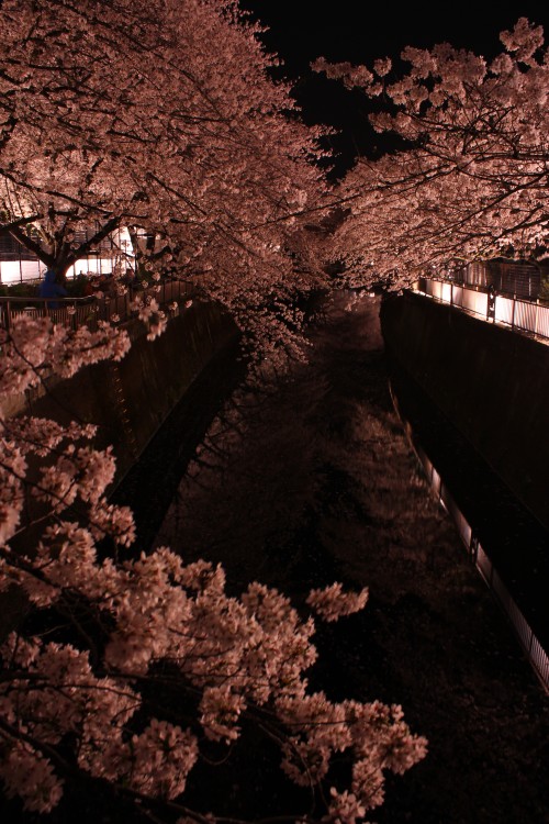 仙川の夜桜ライトアップ - Japanese cherry blossom light up at Sengawa in Tokyo