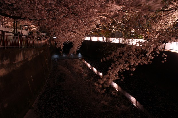 仙川の夜桜ライトアップ - Japanese cherry blossom light up at Sengawa in Tokyo