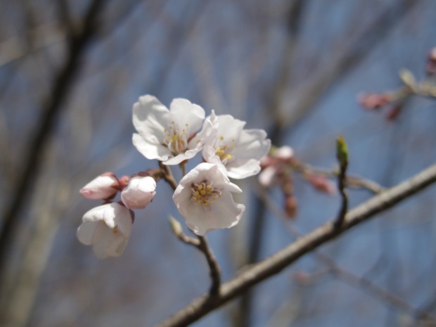 仙川の桜 - Japanese Sakura at Sengawa river in Tokyo