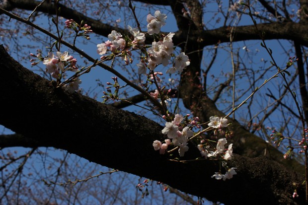仙川の桜 - Japanese cherry blossoms at Sengawa in Tokyo