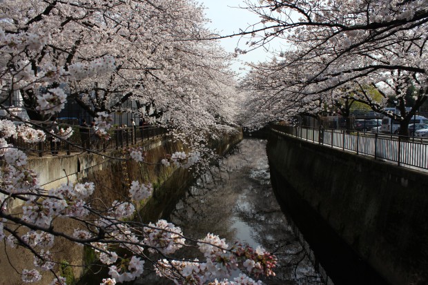 仙川の桜 - Japanese cherry blossoms at Sengawa in Tokyo