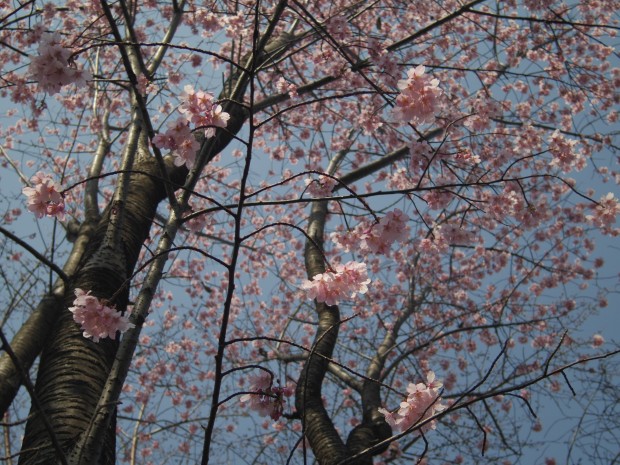 祖師谷公園の桜 - Japanese Sakura at Soshigaya Park in Tokyo