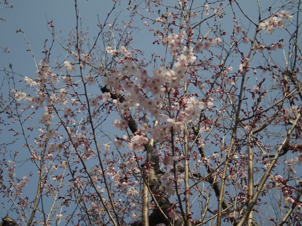 祖師谷公園の桜 - Japanese Sakura at Soshigaya Park in Tokyo