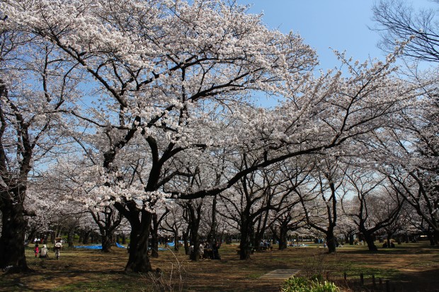 代々木公園の桜 - Japanese cherry blossoms at Yoyogi Park in Tokyo