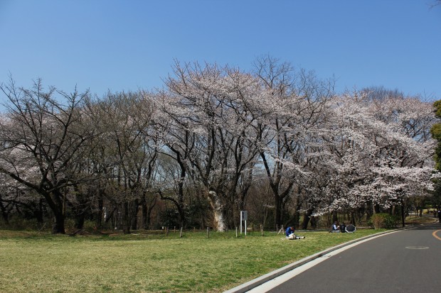 代々木公園の桜 - Japanese cherry blossoms at Yoyogi Park in Tokyo