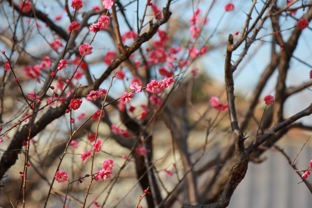 羽根木公園の梅 - Japanese ume blossom at Hanegi Park in Tokyo