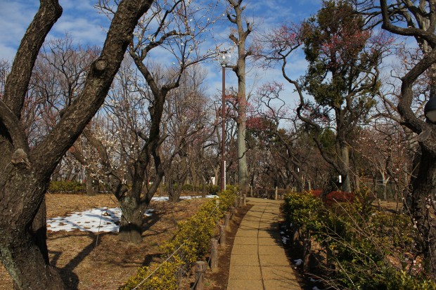 羽根木公園の梅 - Japanese ume blossom at Hanegi Park in Tokyo