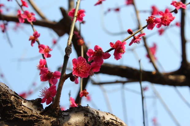 砧公園の梅 - Japanese ume blossom at Kinuta Park in Tokyo