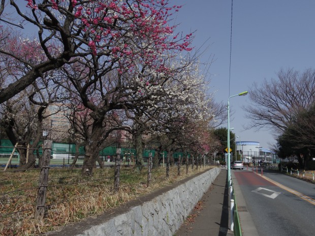 大蔵運動公園の梅 - Japanese ume blossom at Ookura Undou Park in Tokyo