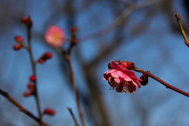 大蔵運動公園の梅 - Japanese ume blossom at Ookura Undou Park in Tokyo